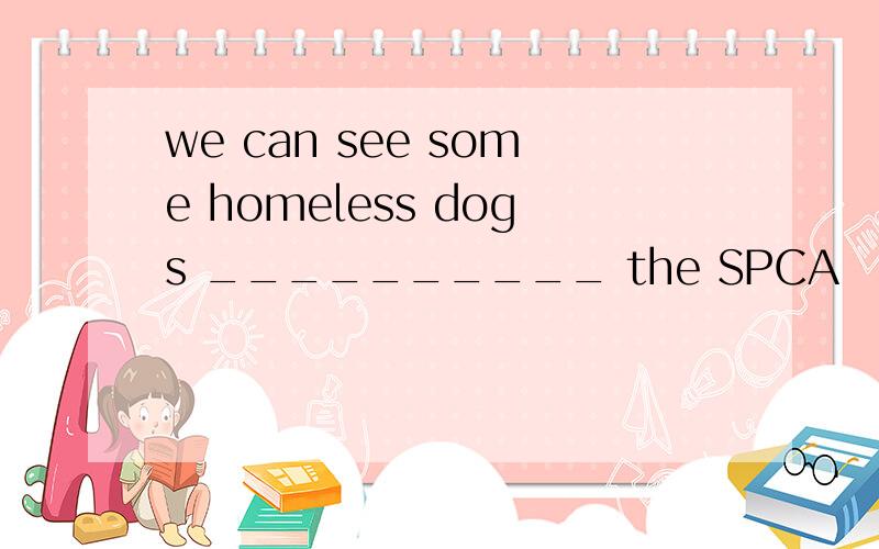 we can see some homeless dogs __________ the SPCA